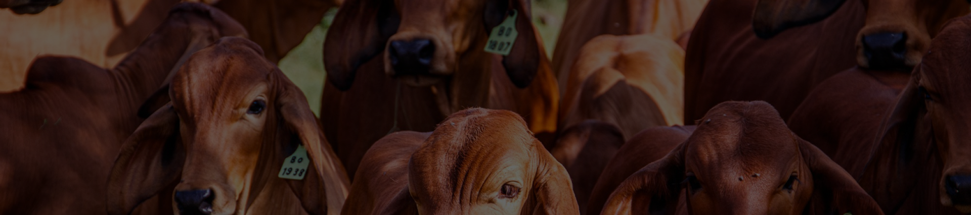 A2 Gir [Cow Ghee]